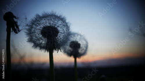 Löwenzahn Pusteblume