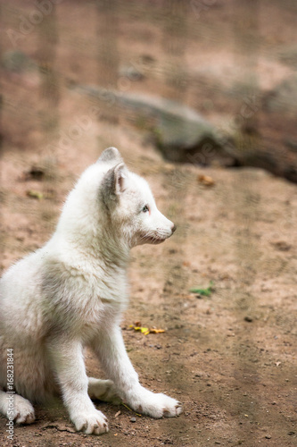 Polarfuchs