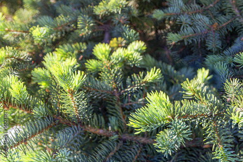 Spruce twigs background