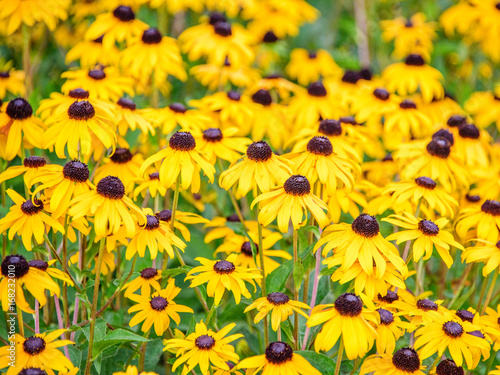 Black-Eyed Susan Flowers (Rudbeckia)