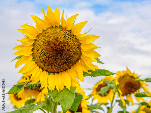 Sunflowers with a sky at a background