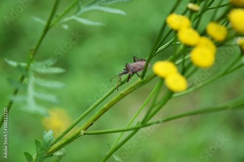 Insekty na kwiatach polnych