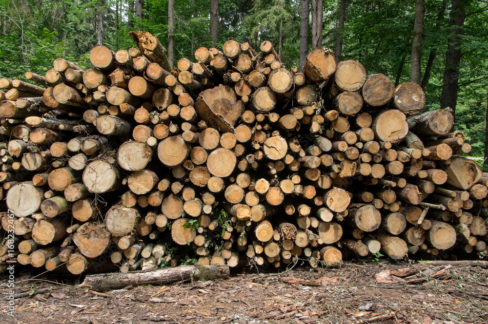 A background of a stack of logs in the forest. A background of a stack of logs in the forest.