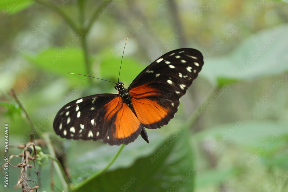 Tiger Longwing Butterfly Tiger Longwing Butterfly