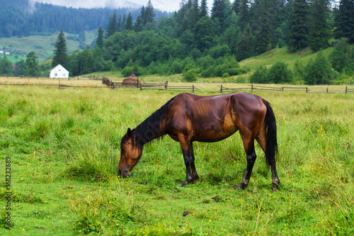 A horse grazing on a meadow. Rough rustic rural buildings and houses, green grass and forest. Carpathians, Ukraine. © prystai