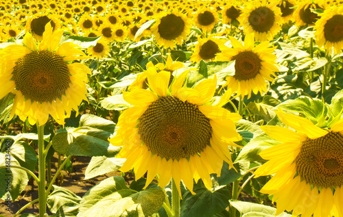 Fototapeta Naklejka Na Ścianę i Meble -  Sunflowers on field close