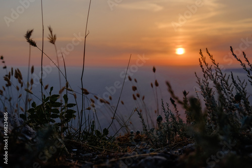 Silhouette of herbs and flowers on the background of the setting into the sunrise.