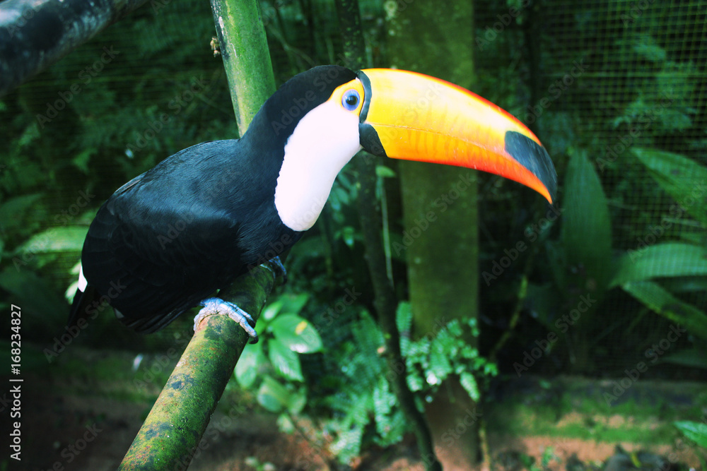 Fototapeta premium Colorful tucan in the aviary