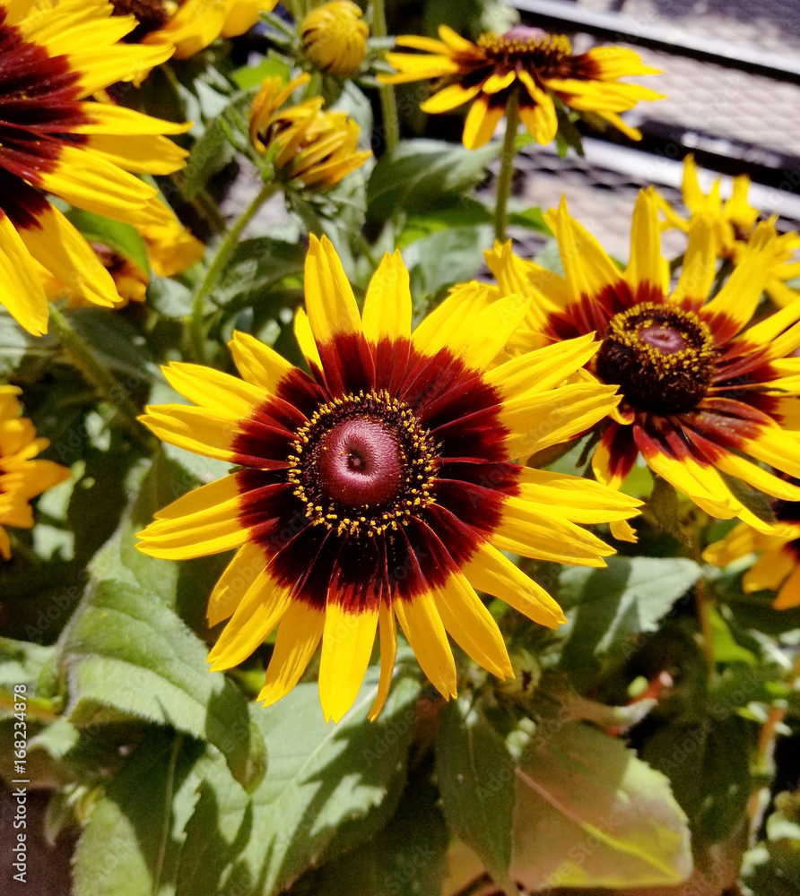 Obraz premium Close up of a Denver Daisy