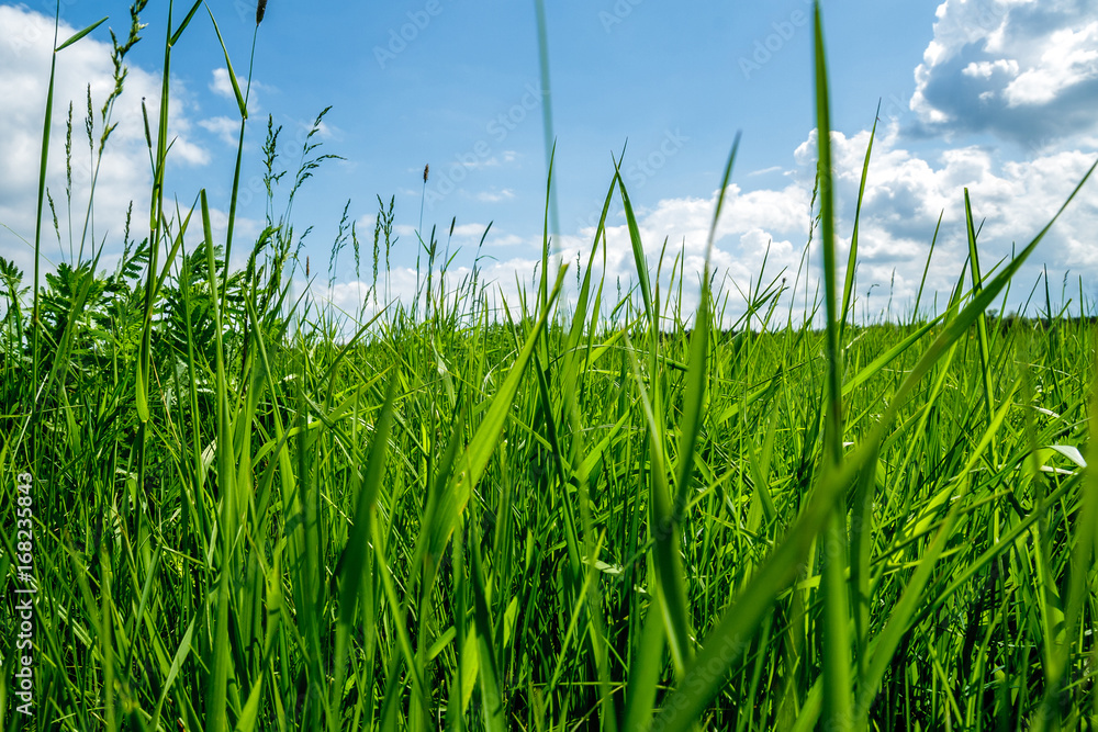 Obraz premium Grass and sky