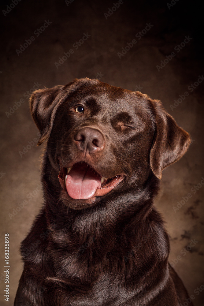 brauner Labrador Retriever zwinkernd vor braunem Hintergrund brauner Labrador Retriever zwinkernd vor braunem Hintergrund