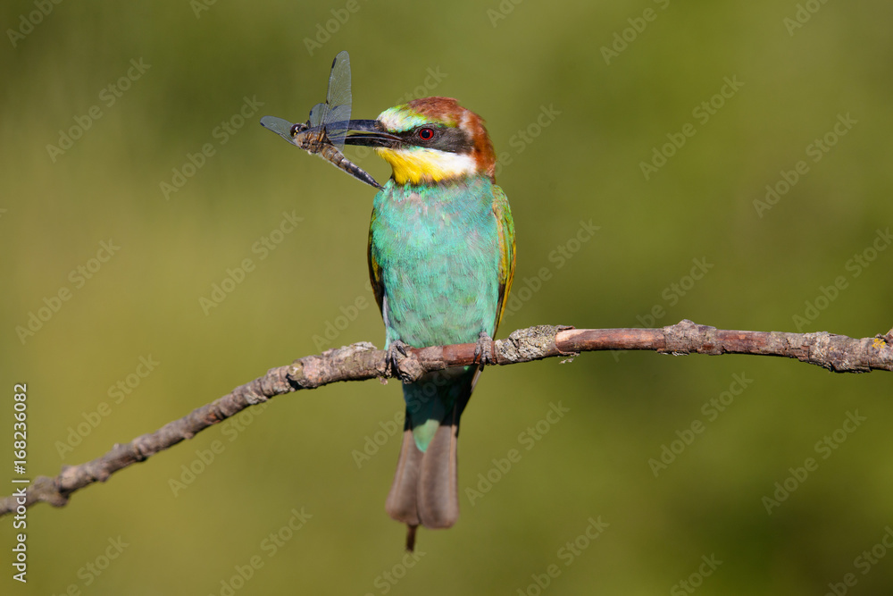 European bee-eater with dragonfly in beak on a beautiful background European bee-eater with dragonfly in beak on a beautiful background