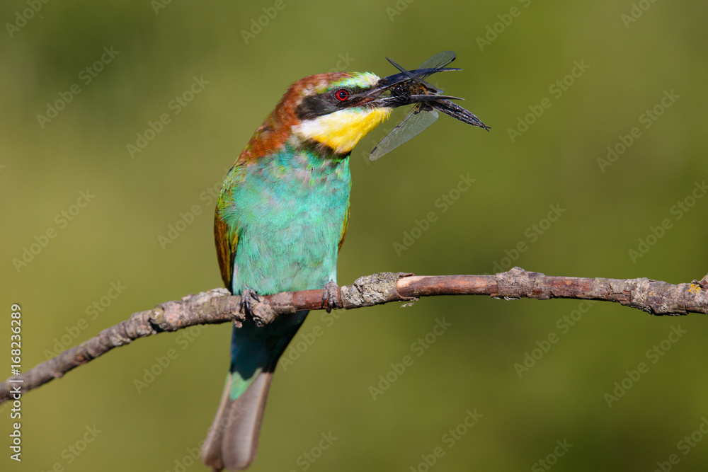 European bee-eater with dragonfly in beak on a beautiful background European bee-eater with dragonfly in beak on a beautiful background