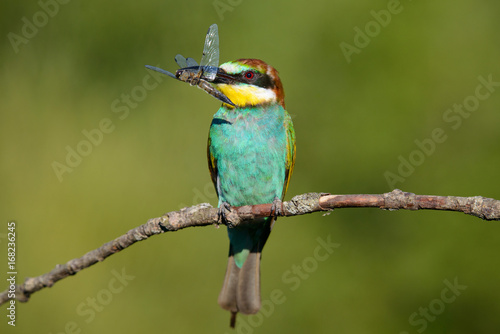 European bee-eater with dragonfly in beak on a beautiful background © Aleksei Zakharov
