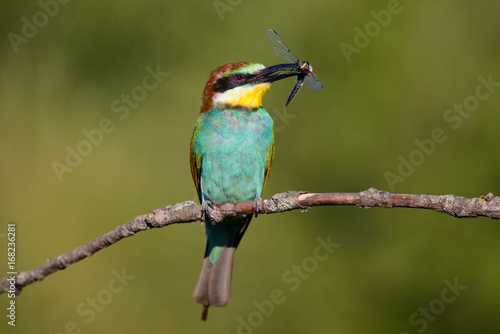 European bee-eater with dragonfly in beak on a beautiful background