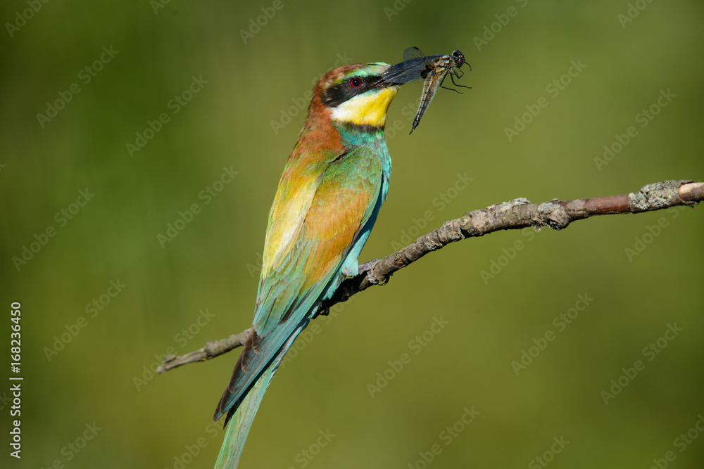 Obraz premium European bee-eater with dragonfly in beak on a beautiful background
