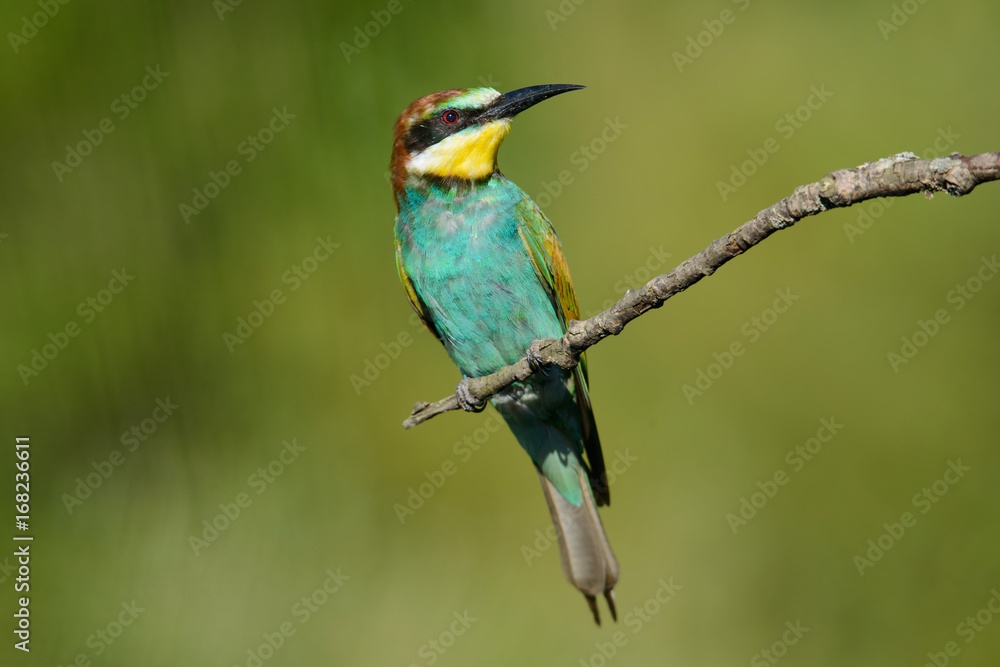 European bee-eater on a branch European bee-eater on a branch