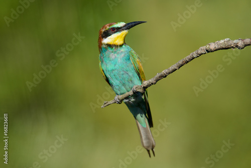 European bee-eater on a branch