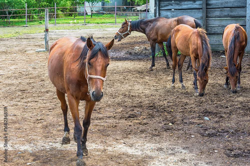 Fototapeta premium Horses on the Farm 