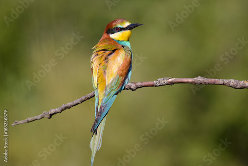 European bee-eater on a branch