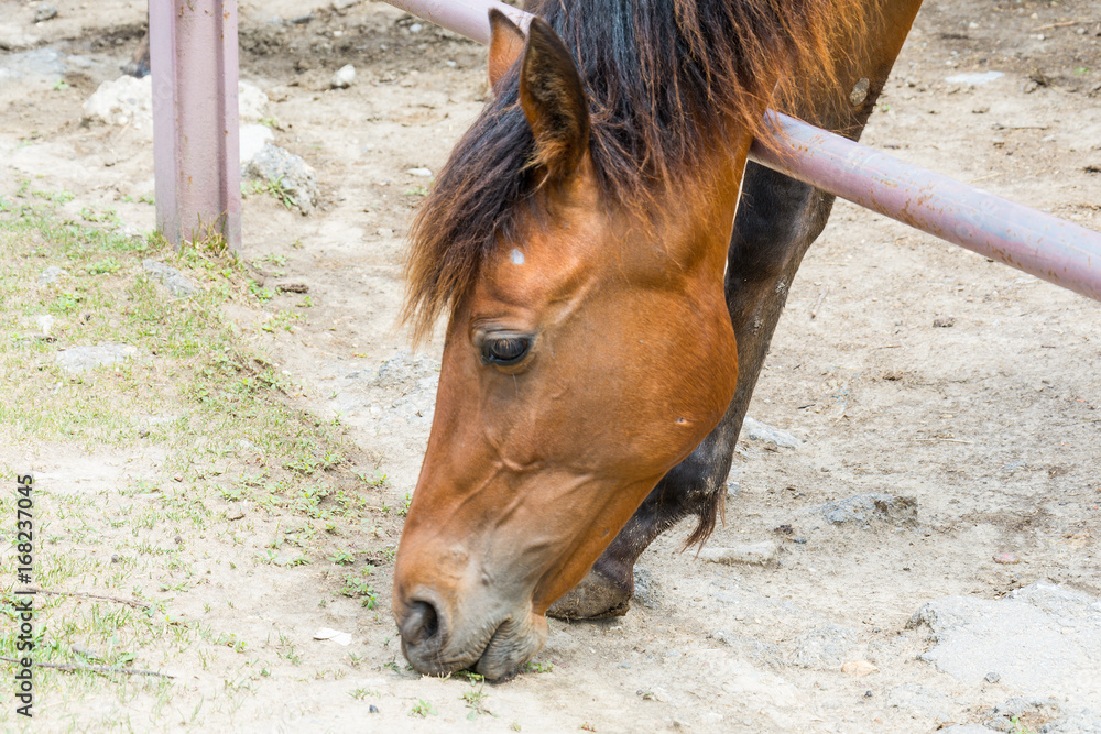 Naklejka premium Horse on the Farm 