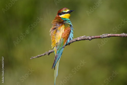 European bee-eater shaggy on a beautiful background