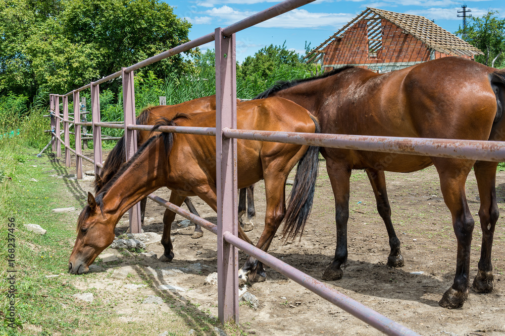 Naklejka premium Horses on the Farm 