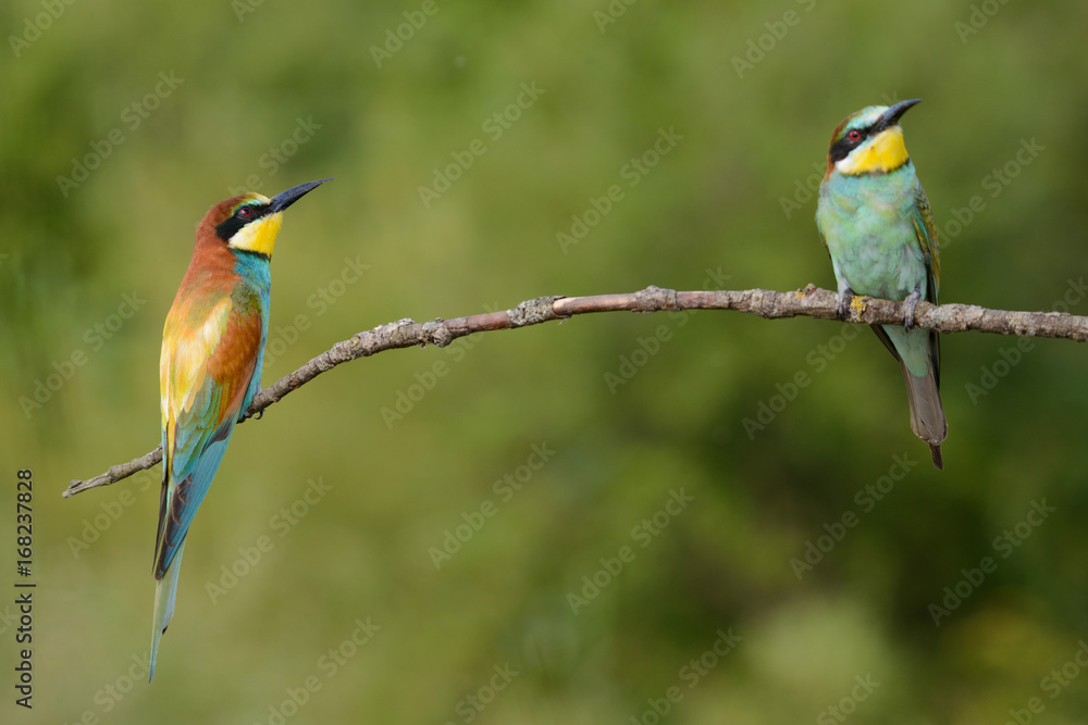 Golden several bee-eaters sitting on a branch Golden several bee-eaters sitting on a branch