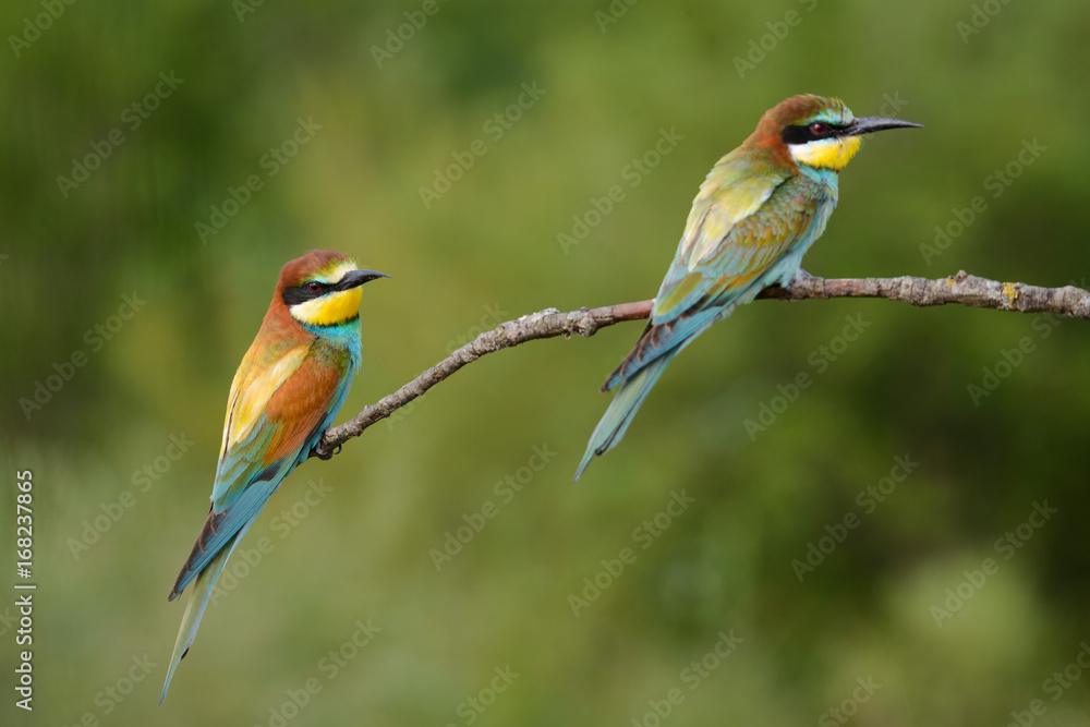 Golden several bee-eaters sitting on a branch Golden several bee-eaters sitting on a branch