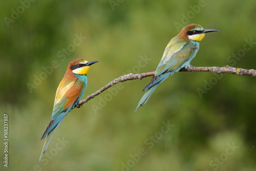Golden several bee-eaters sitting on a branch