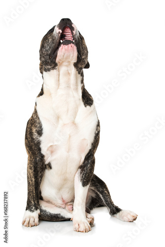 Heulende Bulldogge © DoraZett