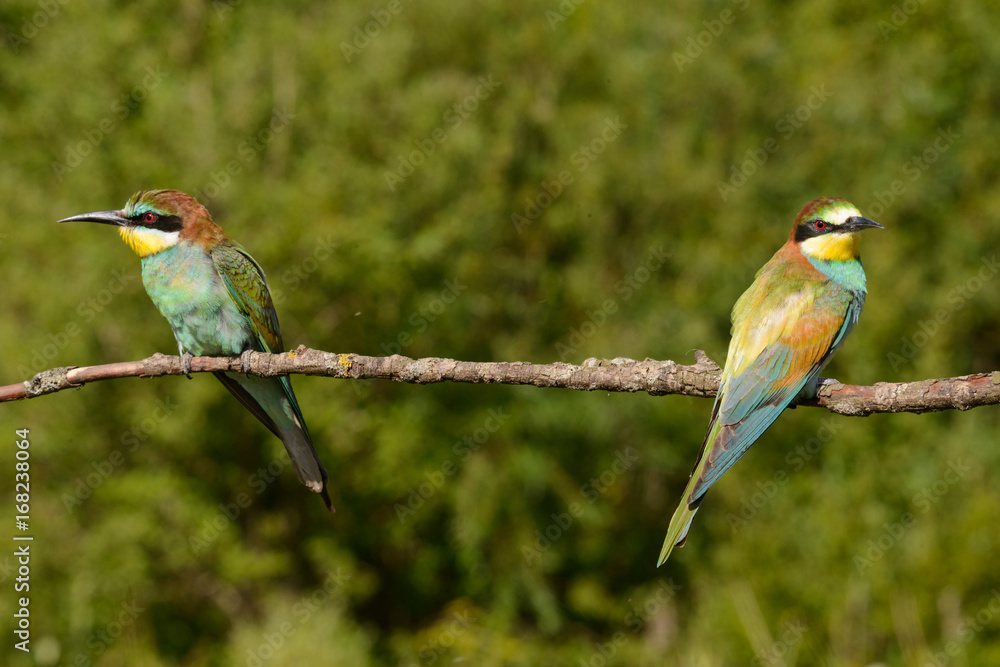The European bee-eater, several species sitting on a branch The European bee-eater, several species sitting on a branch