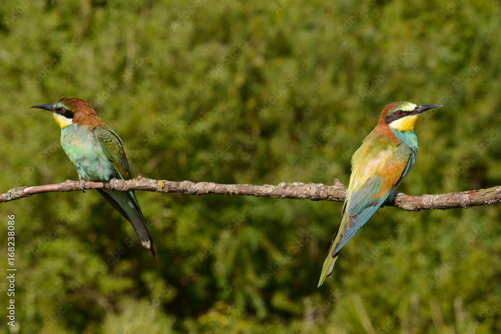 The European bee-eater, several species sitting on a branch The European bee-eater, several species sitting on a branch