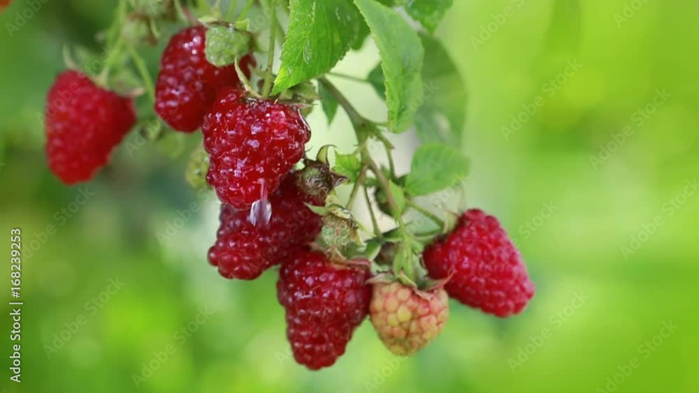 Raspberries on a branch close up. Raspberries on a branch close up.