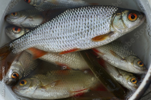 Fresh lake fish in a roynd bucket. Close up photo