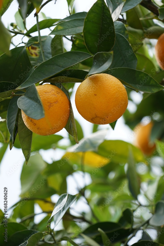 Orangenbaum kurz vor der Ernte