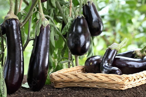 basket full of eggplants on the soil under the plants in vegetable garden , crop concept