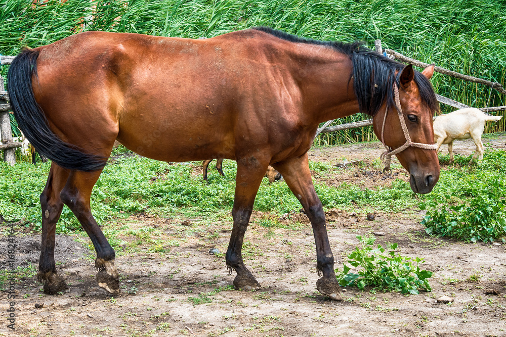 Naklejka premium Horse on the Farm