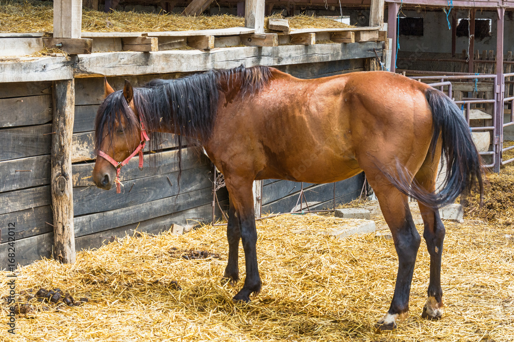 Fototapeta premium Horse on the Farm 