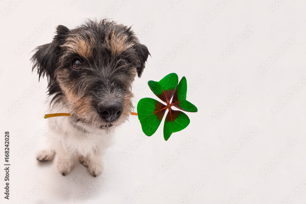 Hund hält vierblättrigen Glücksbringer - Russell Terrier Stock Photo | Stock