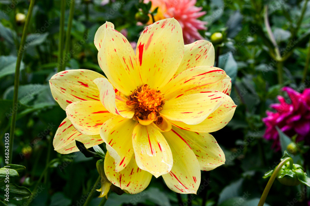Fototapeta premium Dahlien in verschiedenen Farben (mit Bienen)