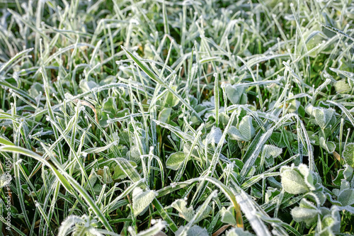Hoar frost in the green Grass