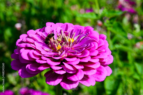 Pinke Dahlie mit Biene
