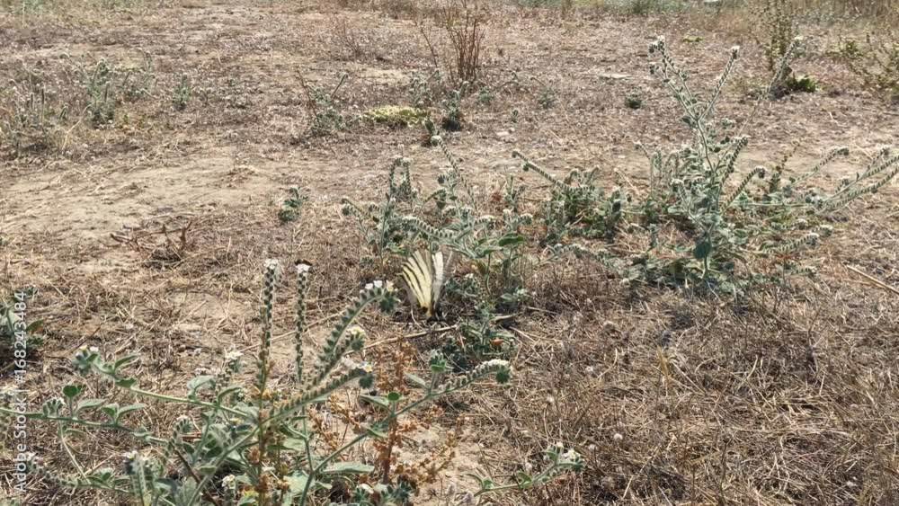 Segelfalter auf Blüten Segelfalter auf Blüten