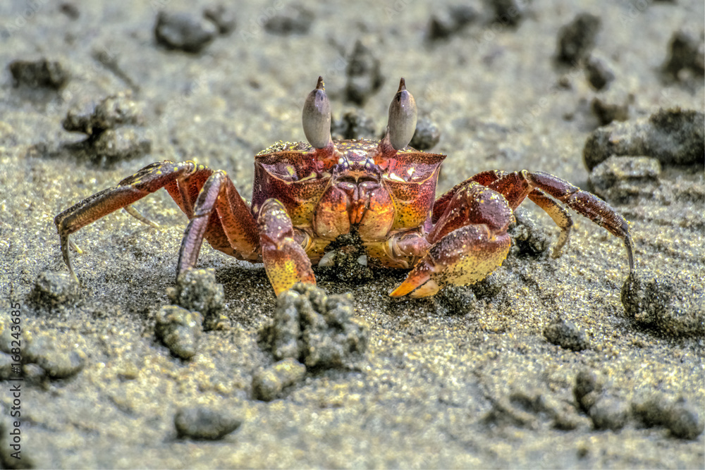 Crab on the beach