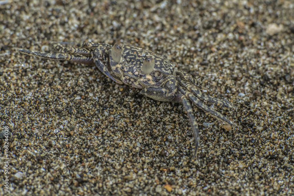 Crab on the beach Crab on the beach