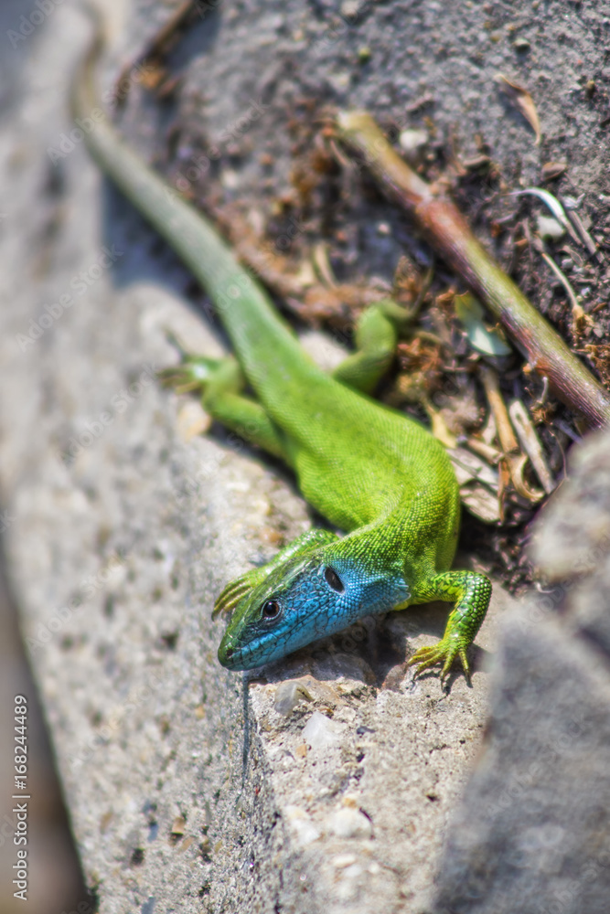 Lizard says hello