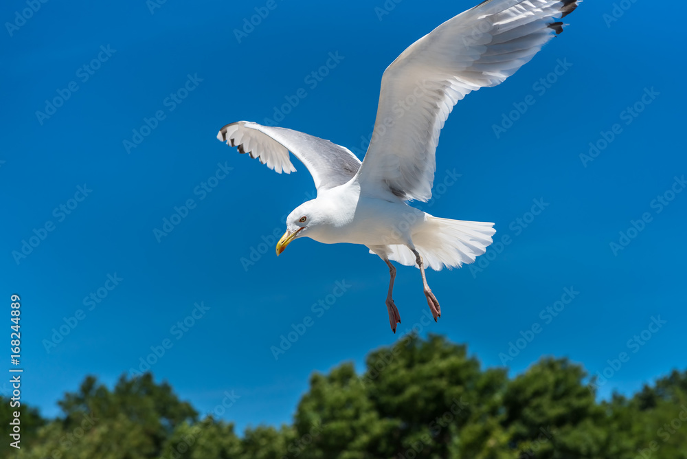 A seagull flying, a blue sky in the background A seagull flying, a blue sky in the background