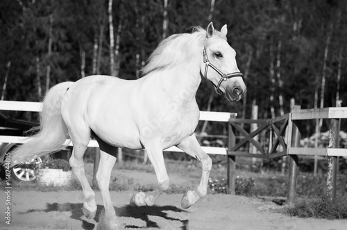 running white Lipizzaner horse in paddock