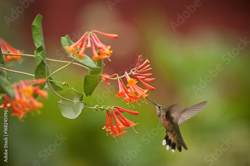 Humming Bird Flower